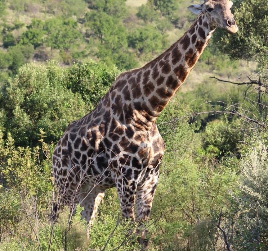 Kartula Marula Adventures-Steenbokpan必去景点