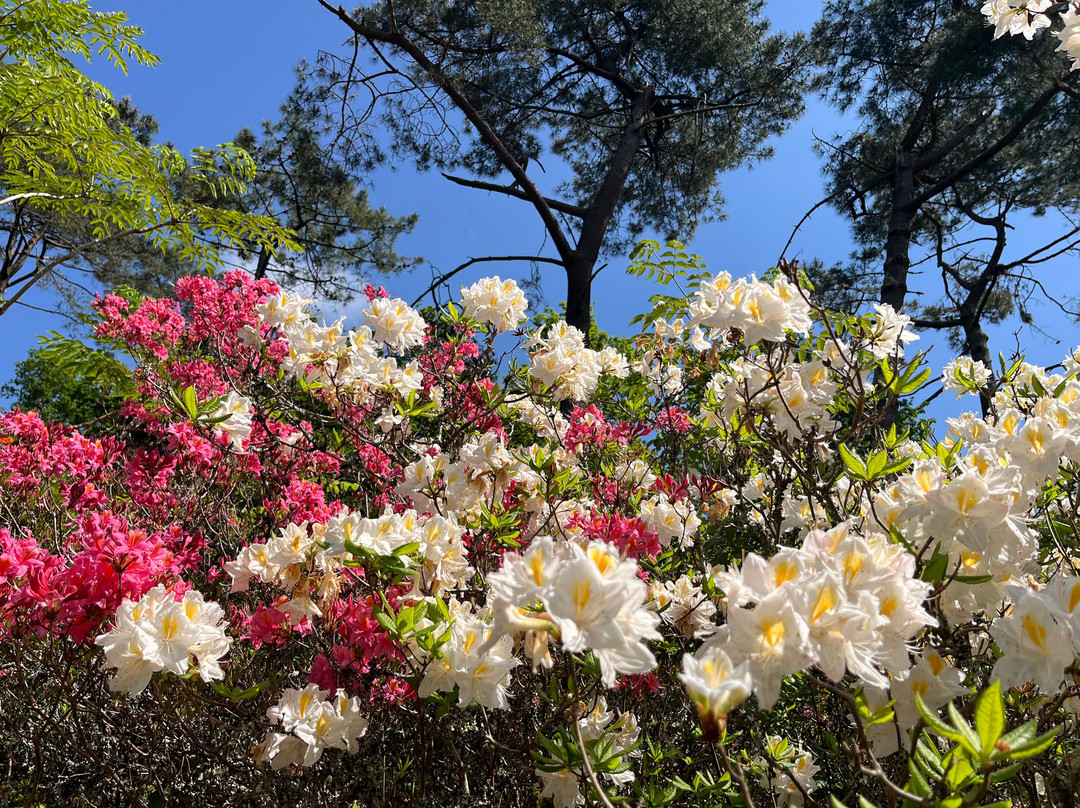 Parc Botanique de Cornouaille-孔布里必去景点