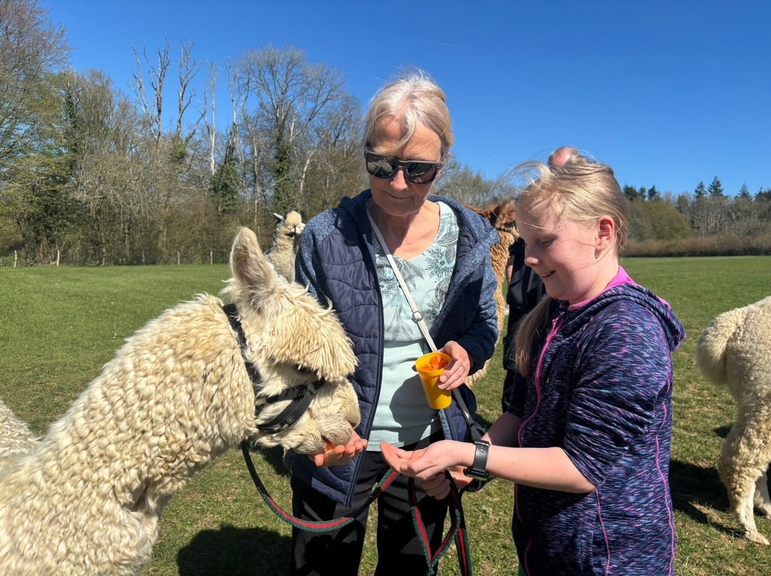 Alpaca Walking - With Spring Farm Alpacas-Fletching必去景点
