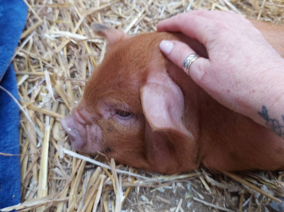 Chew Valley Animal Park-Chew Magna必去景点