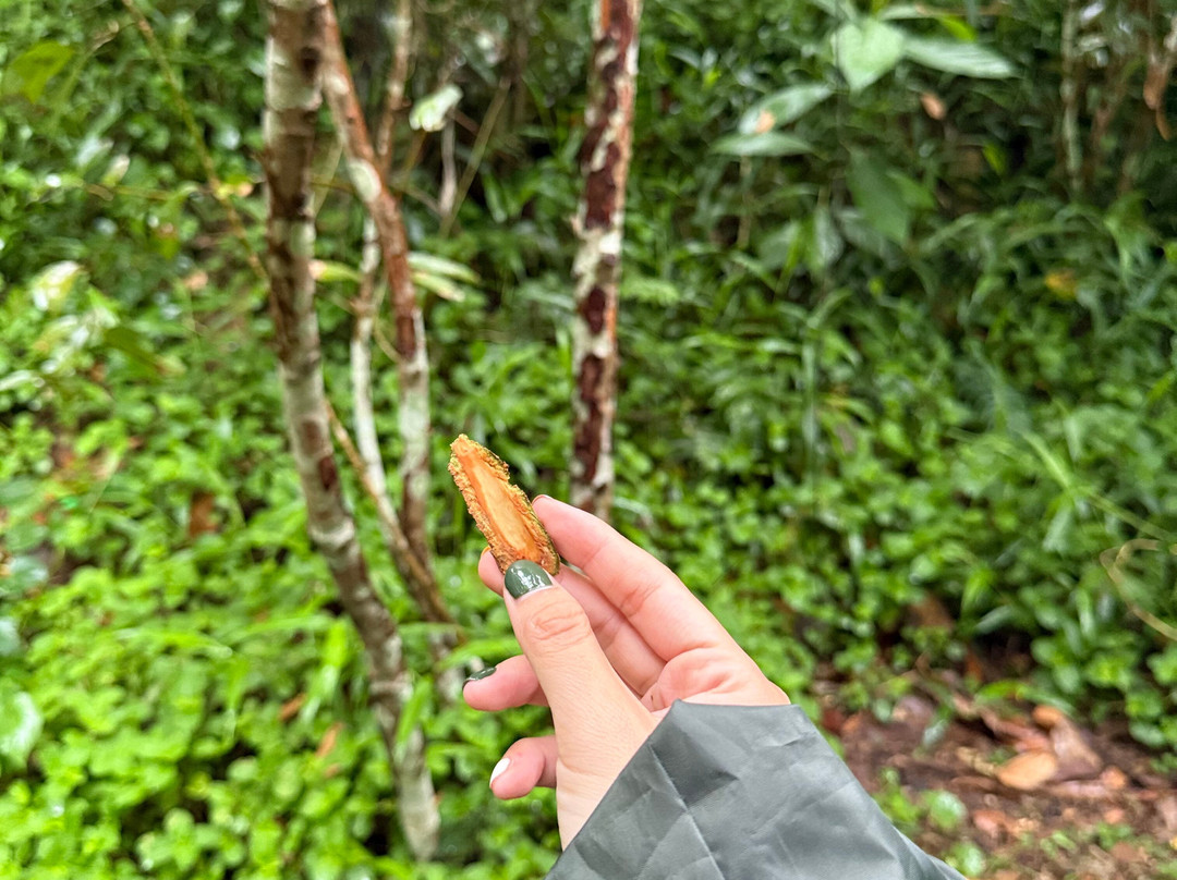 Ella Nine Arch Spice Garden-埃勒必去景点