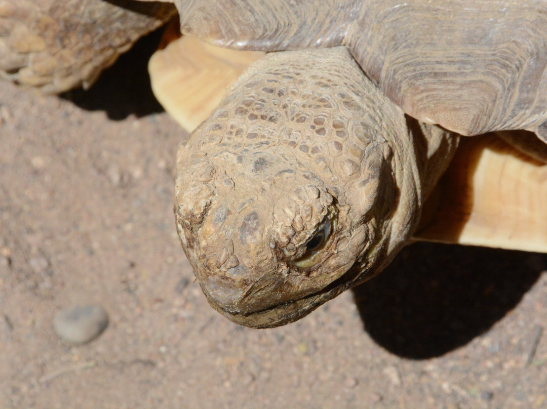 Colorado Gators Reptile Park-Mosca必去景点