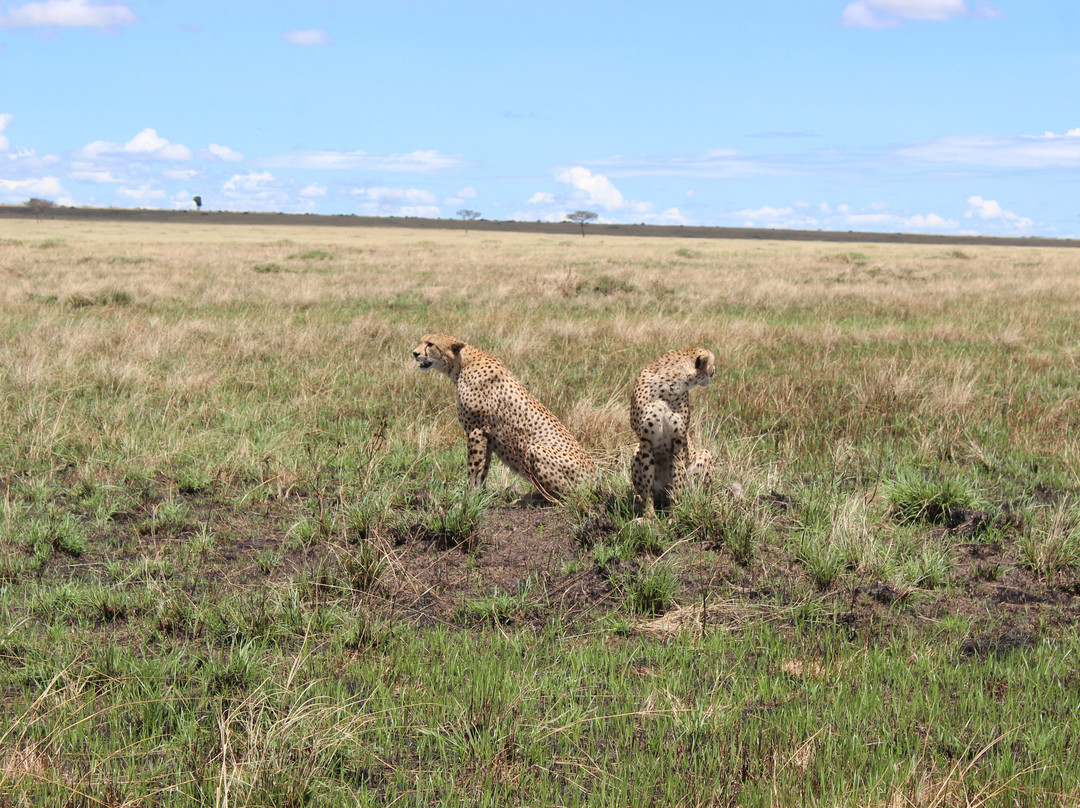 Masai Mara National Reserve-纳罗克必去景点