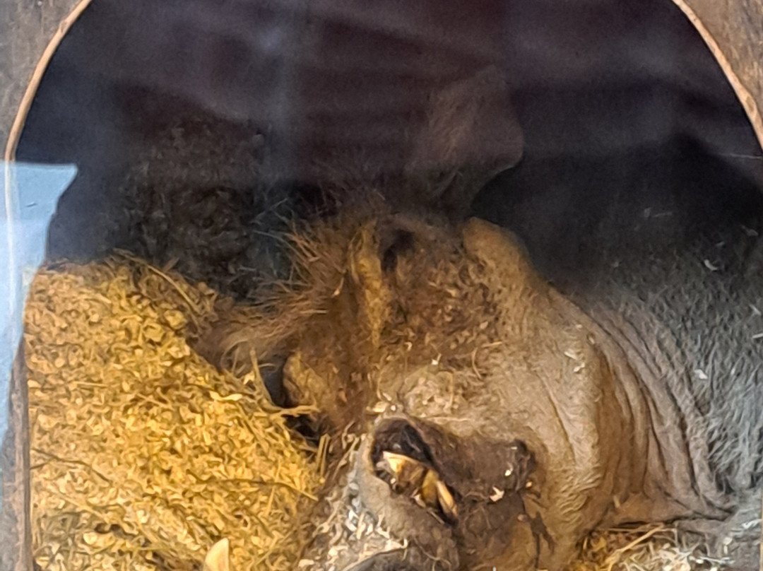 Zoo Osnabrück-奥斯纳布吕克必去景点