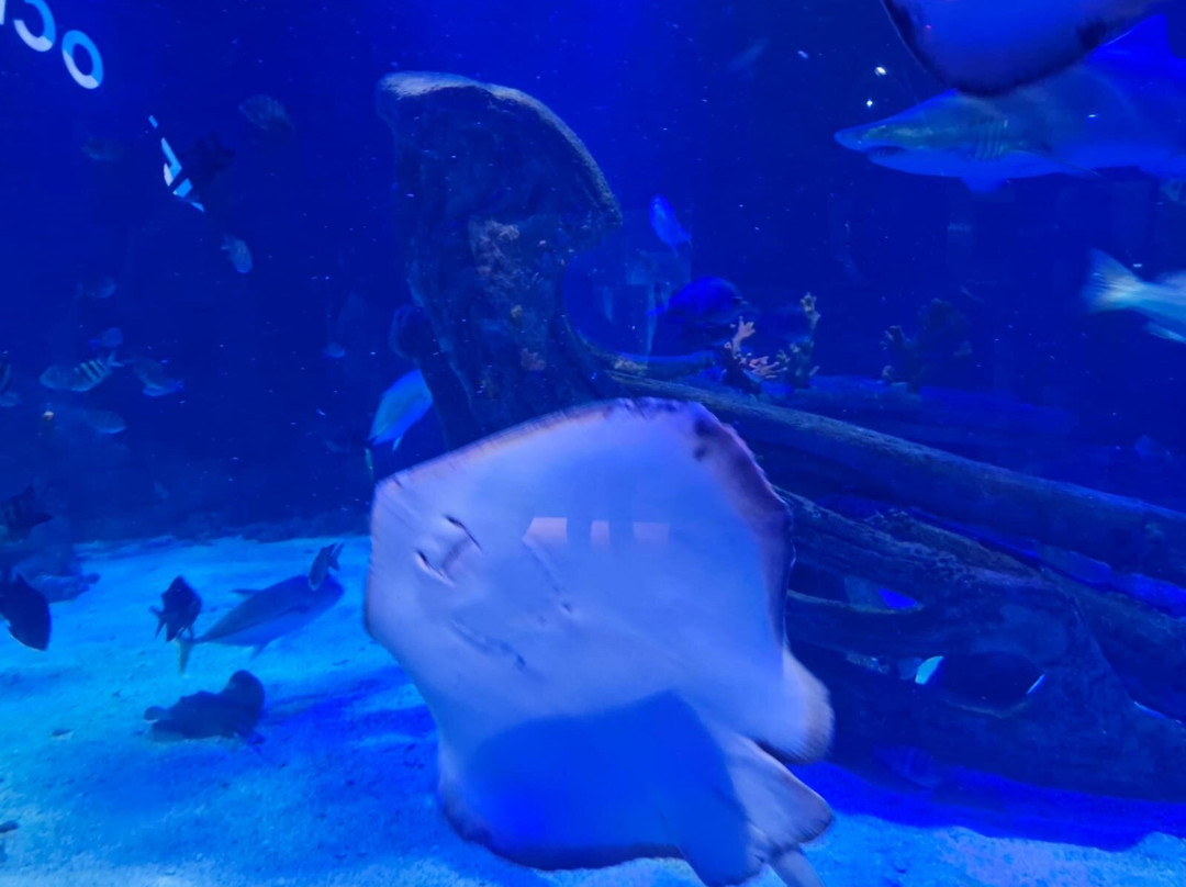 Oceanic Aquarium-康泊琉海水浴场必去景点
