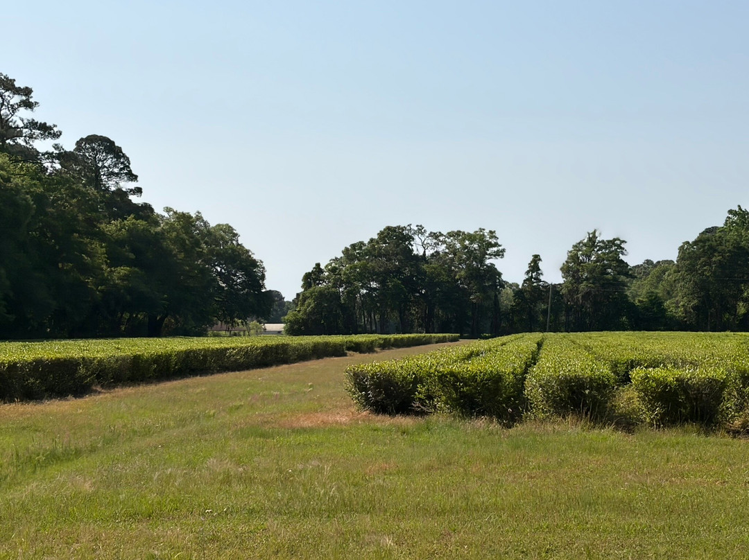 Charleston Tea Garden-Wadmalaw Island必去景点