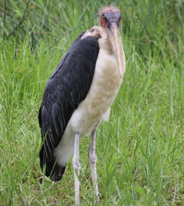 Northern Nature Safaris-Gulu必去景点