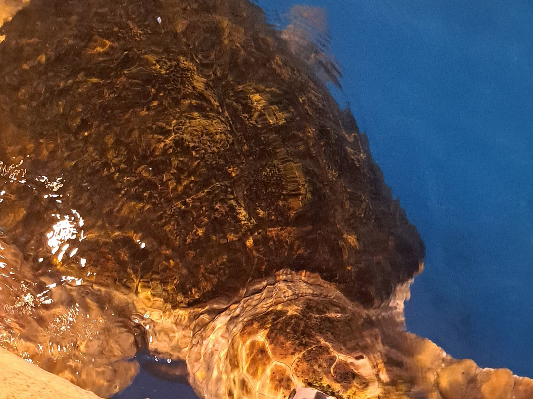 Oceanário de Aracaju-阿拉卡茹必去景点