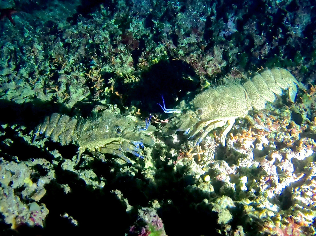 Orcasub Ibiza Diving Center-Cala Tarida必去景点