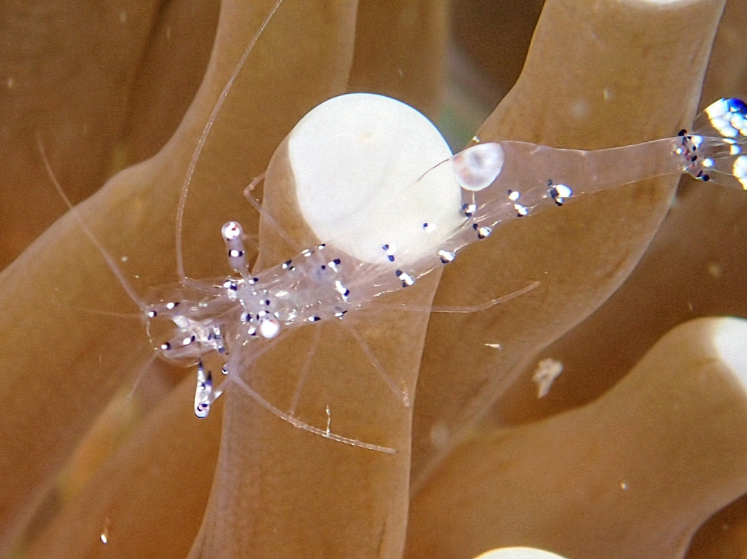 Divers Lodge Lembeh主图