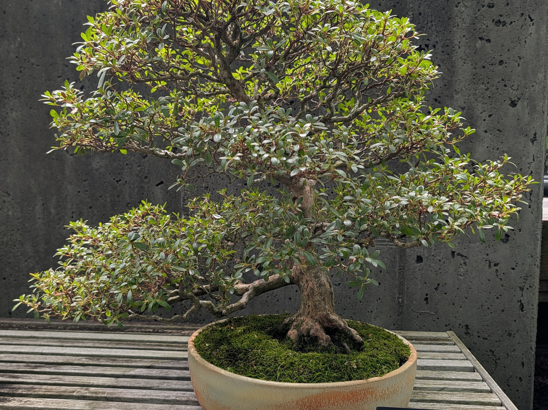 The North Carolina Arboretum-阿什维尔必去景点