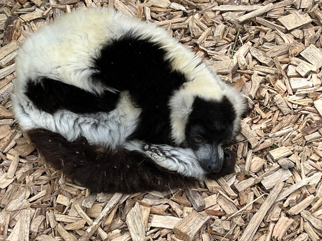 Zoo De Champrepus-Champrepus必去景点
