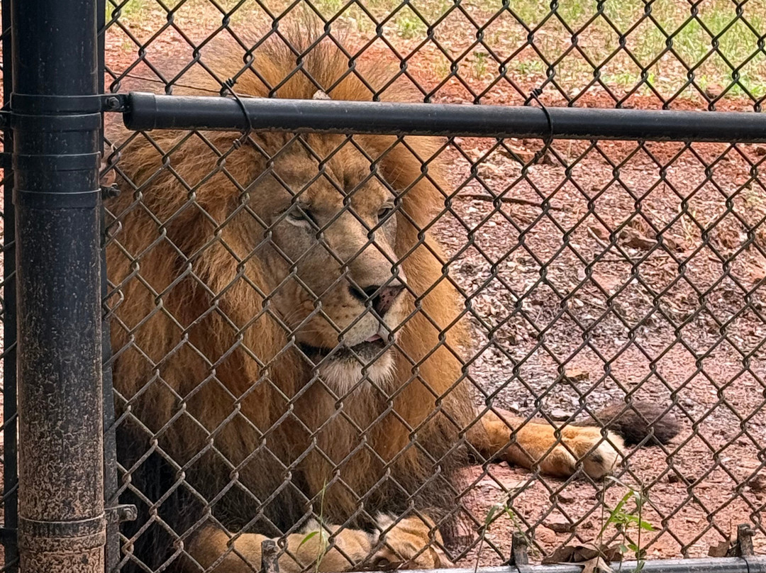 Tiger Creek Animal Sanctuary-泰勒必去景点