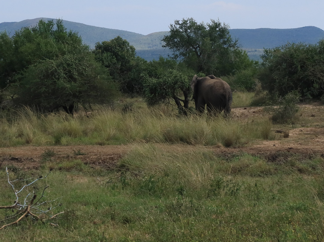 Hluhluwe - iMfolozi Park Wilderness Area-Hluhluwe Game Reserve必去景点