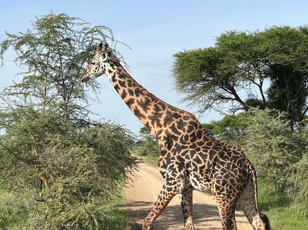 Africa Mollel Safaris-阿鲁沙必去景点