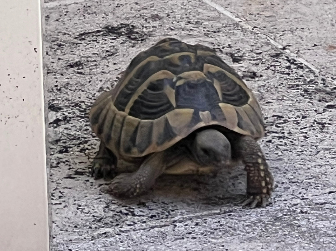 科罗娜旅舍主图