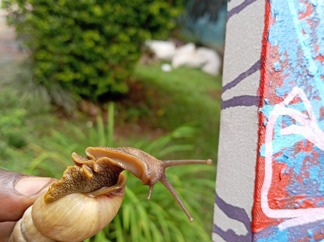Niyo Art Gallery-吉佳利必去景点