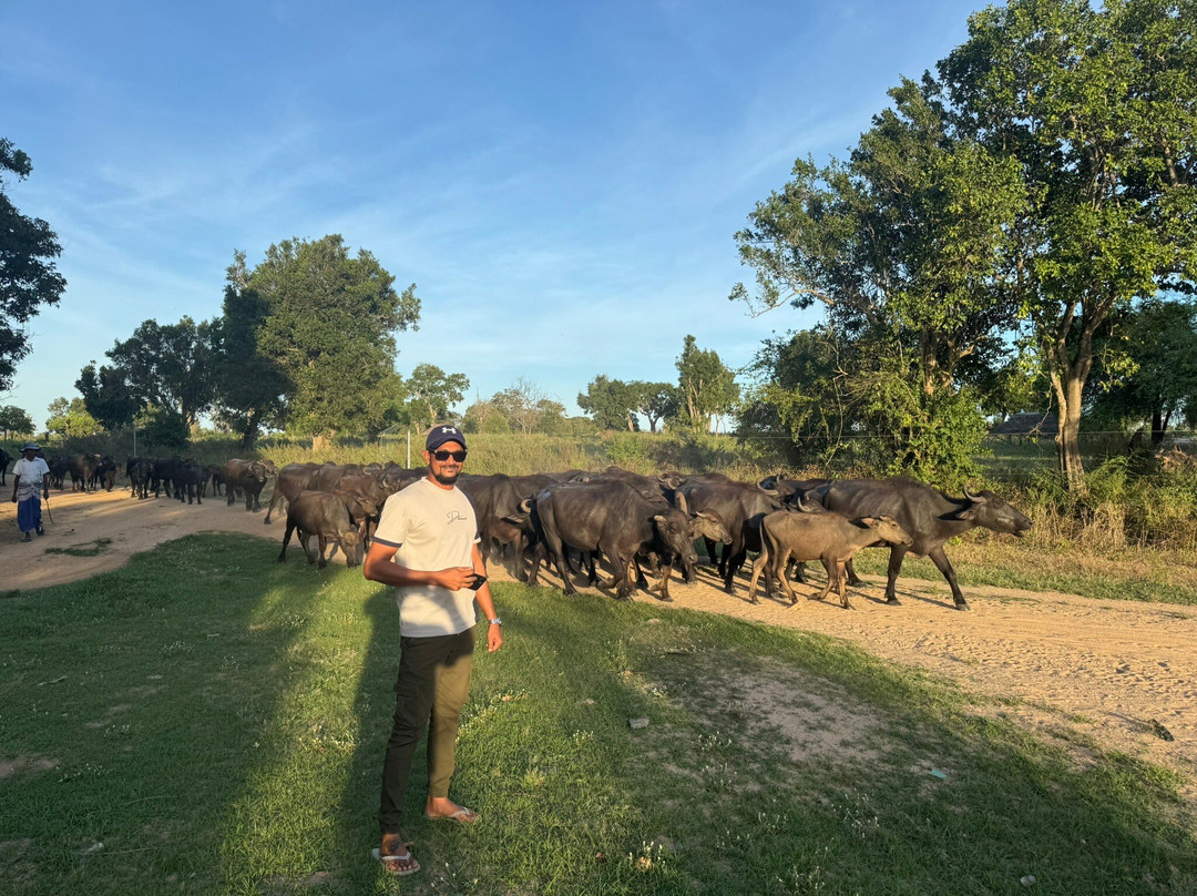 Chauffeur Sri Lanka by Dohansa Lanka Tours-尼甘布必去景点