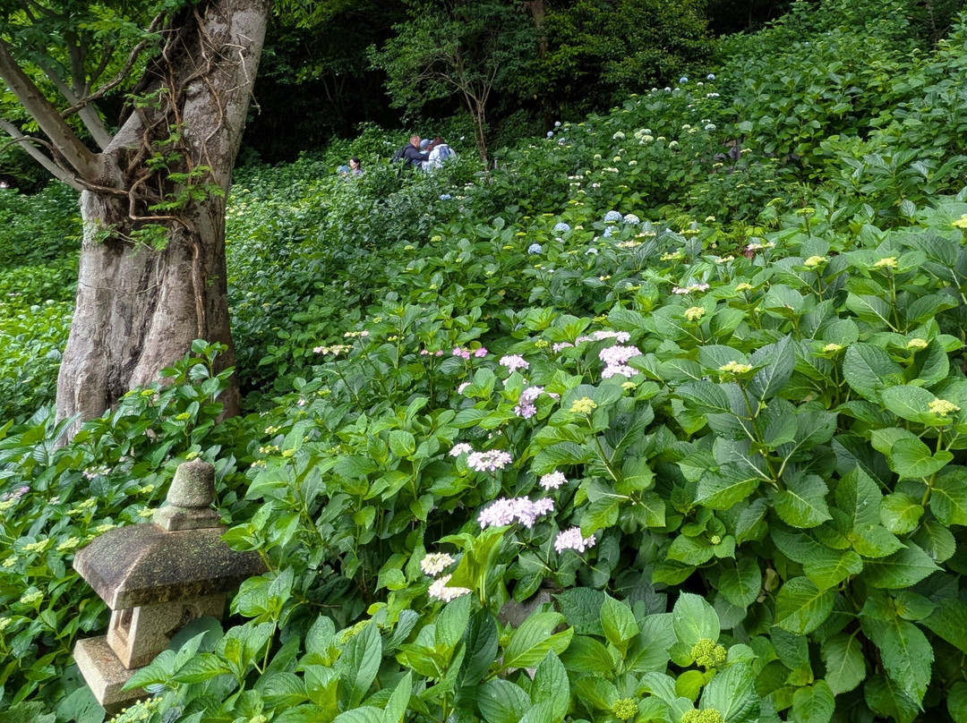 Hase-dera Temple Scenic Walkway-镰仓市必去景点