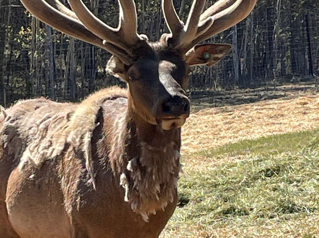 Yukon Wildlife Preserve-白马市必去景点