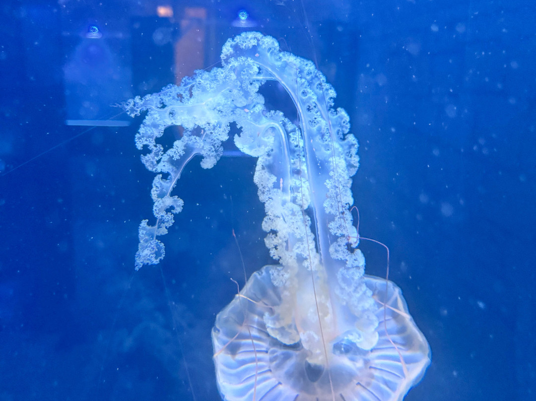 Aquarium Pula-普拉必去景点