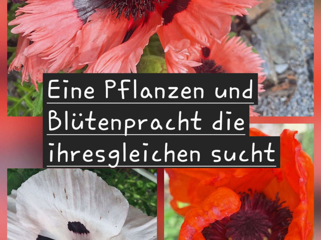 Die heangenden Garten der Sulamith-St. Kathrein am Offeneg必去景点