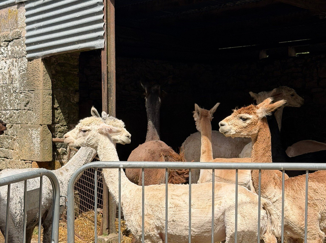 Hebbs Alpacas-Canonbie必去景点