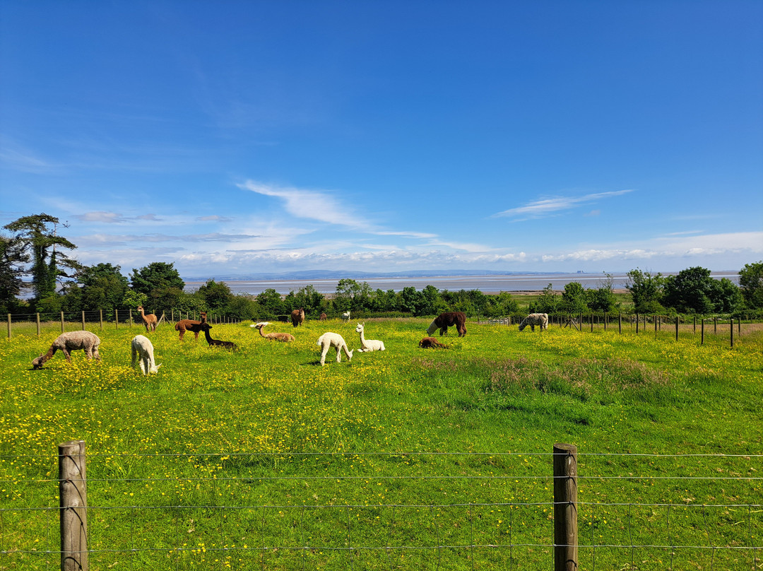Bardsea Alpacas And Llamas-Bardsea必去景点