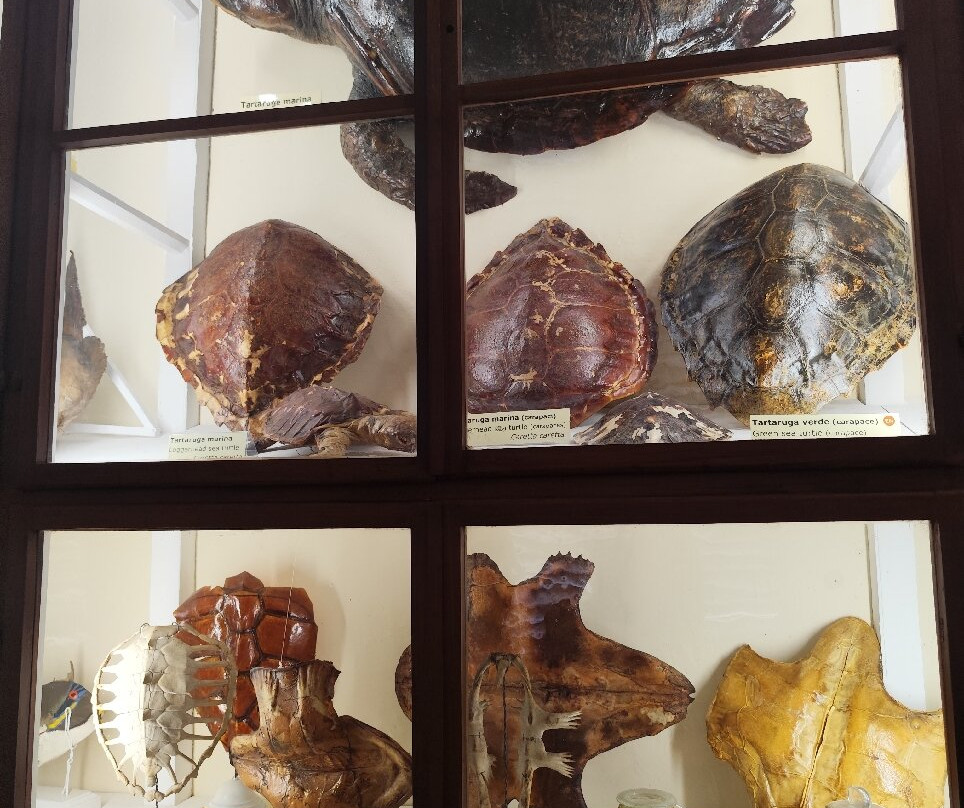 Museo di Storia Naturale dell'Accademia dei Fisiocritici-锡耶纳必去景点