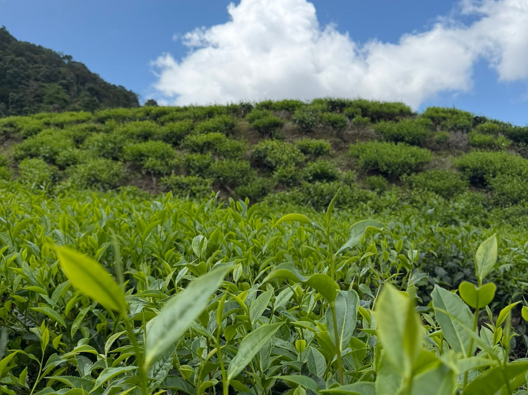 Cameron Valley Tea-丹那拉塔必去景点