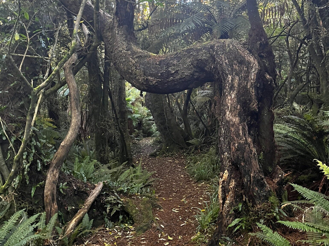 Peel Forest Park Scenic Reserve-杰拉尔丁必去景点