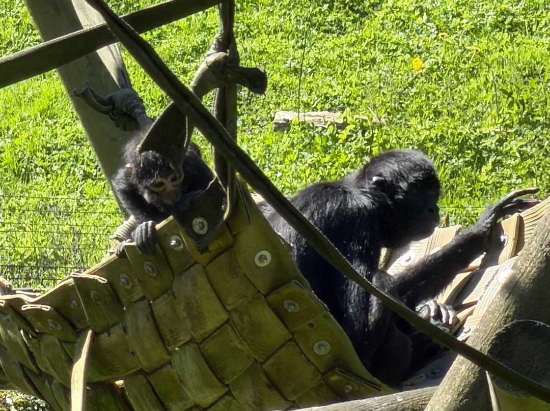 Belfast Zoo-Newtownabbey必去景点