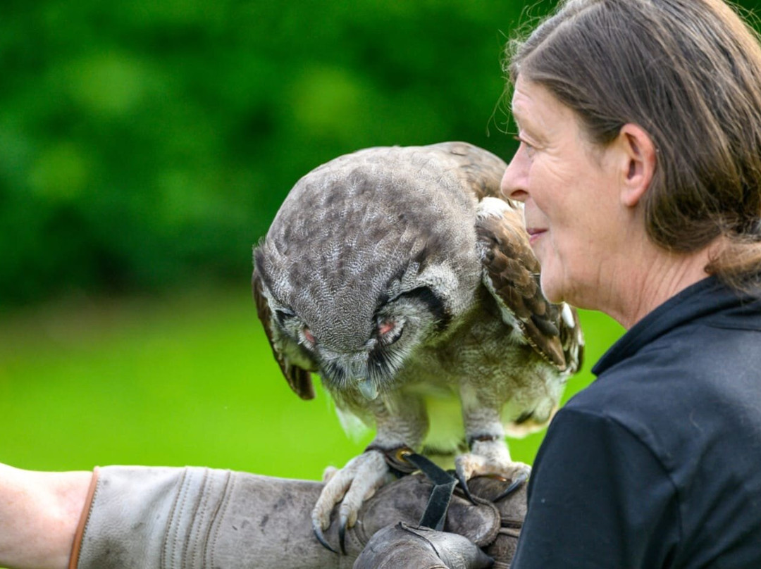 Falconry Experience Wales-Newtown必去景点