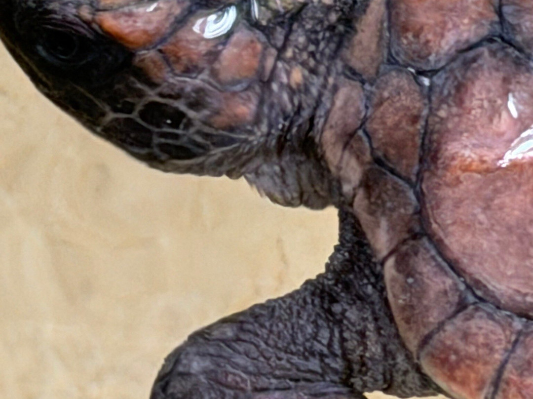 Galbokka Sea Turtle Hatchery-科斯戈德必去景点