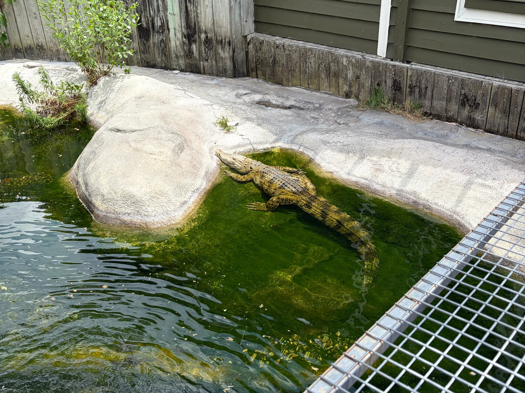 Alligator Adventure-美特尔海滩必去景点