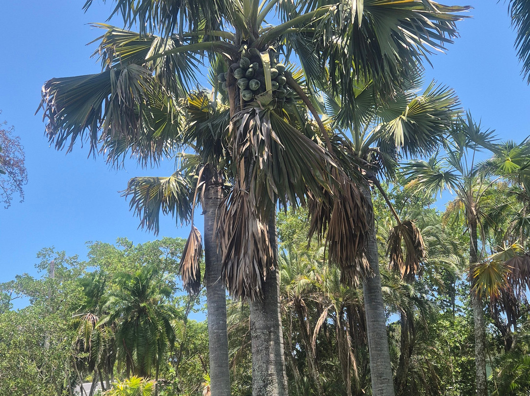 Fairchild Tropical Botanic Garden-科勒尔盖布尔斯必去景点