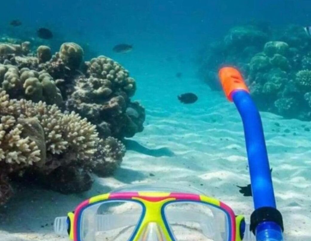 Mombasa Marine National Park-蒙巴萨必去景点