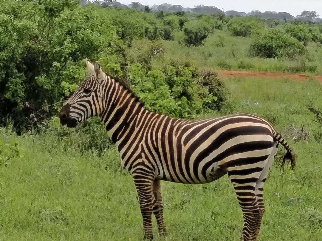 Tsavo Travel & Safaris-内罗毕必去景点