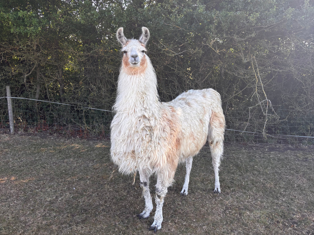 Simply Alpaca-伍斯特必去景点