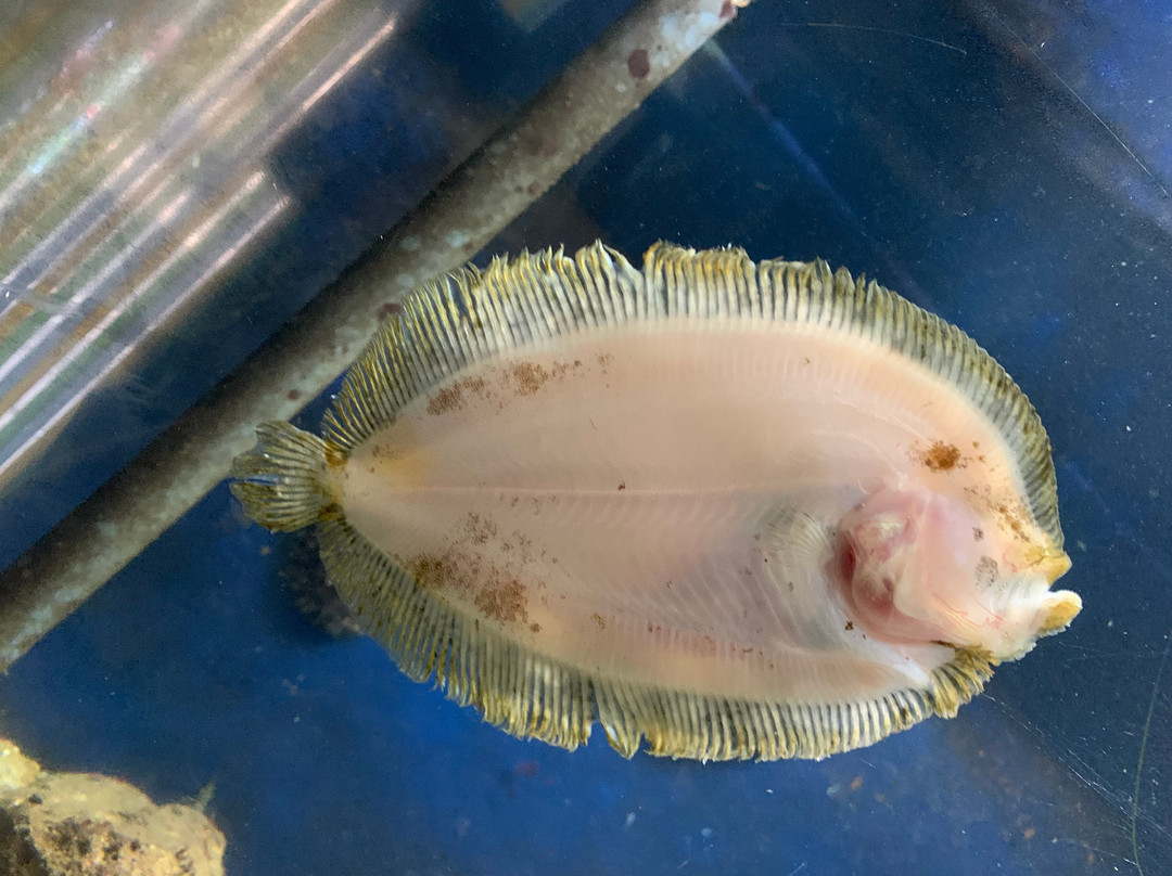 Fowey Aquarium-福伊必去景点