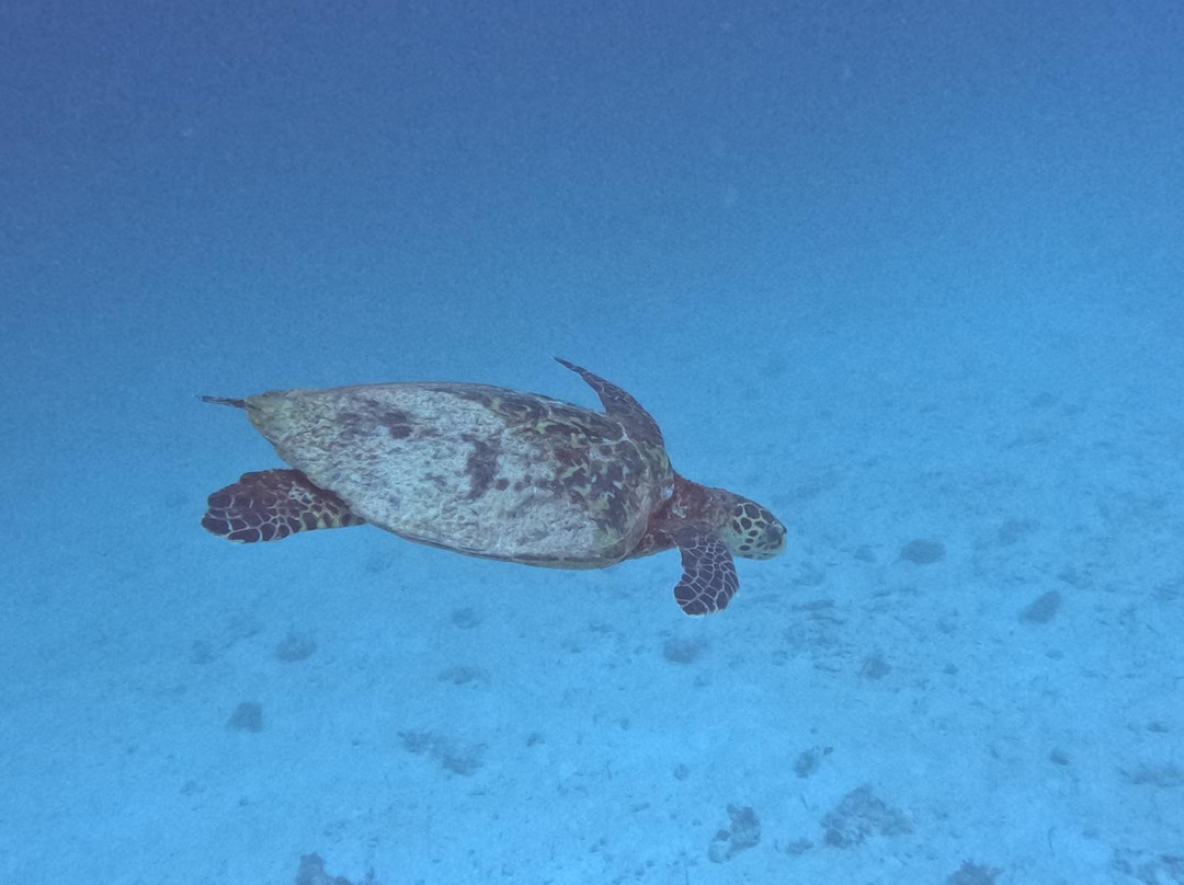 Sun Siyam Diving-伊露岛必去景点