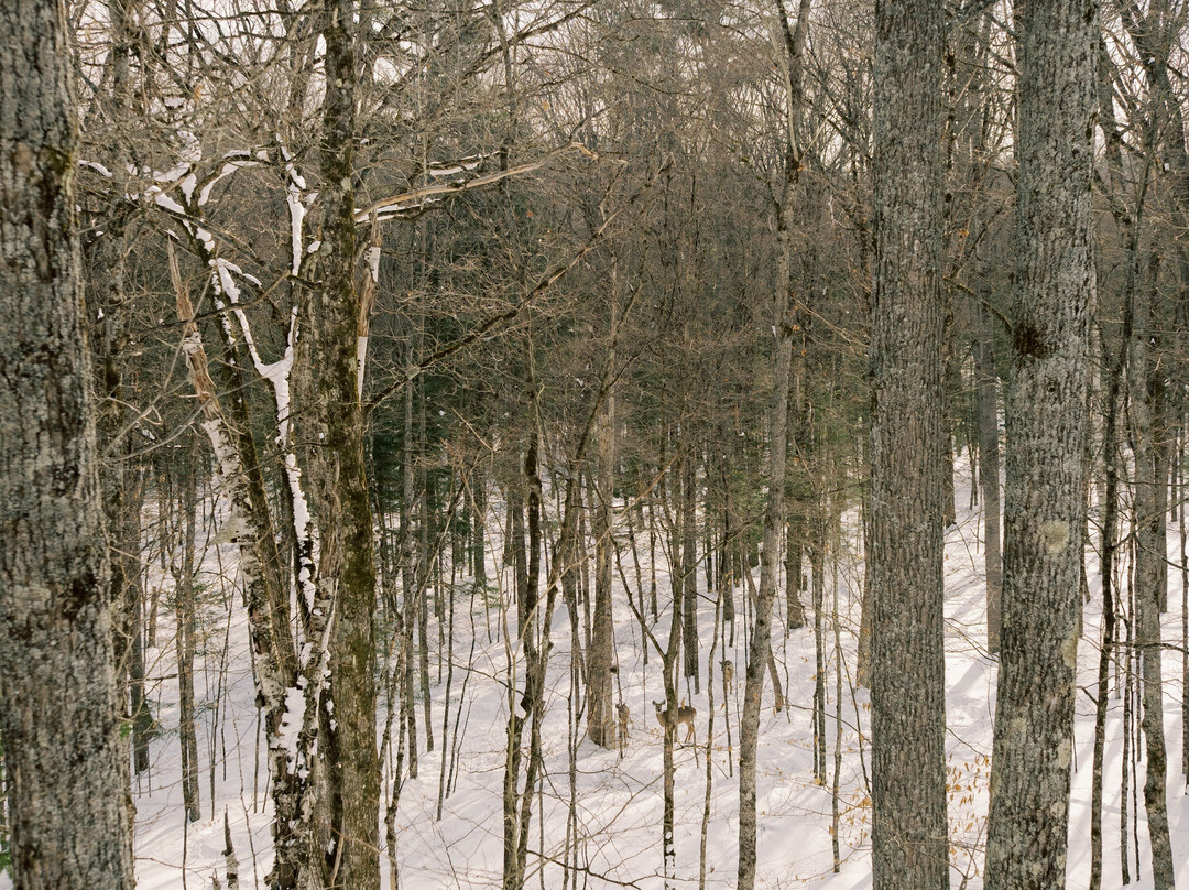 Whispering Forest Retreat