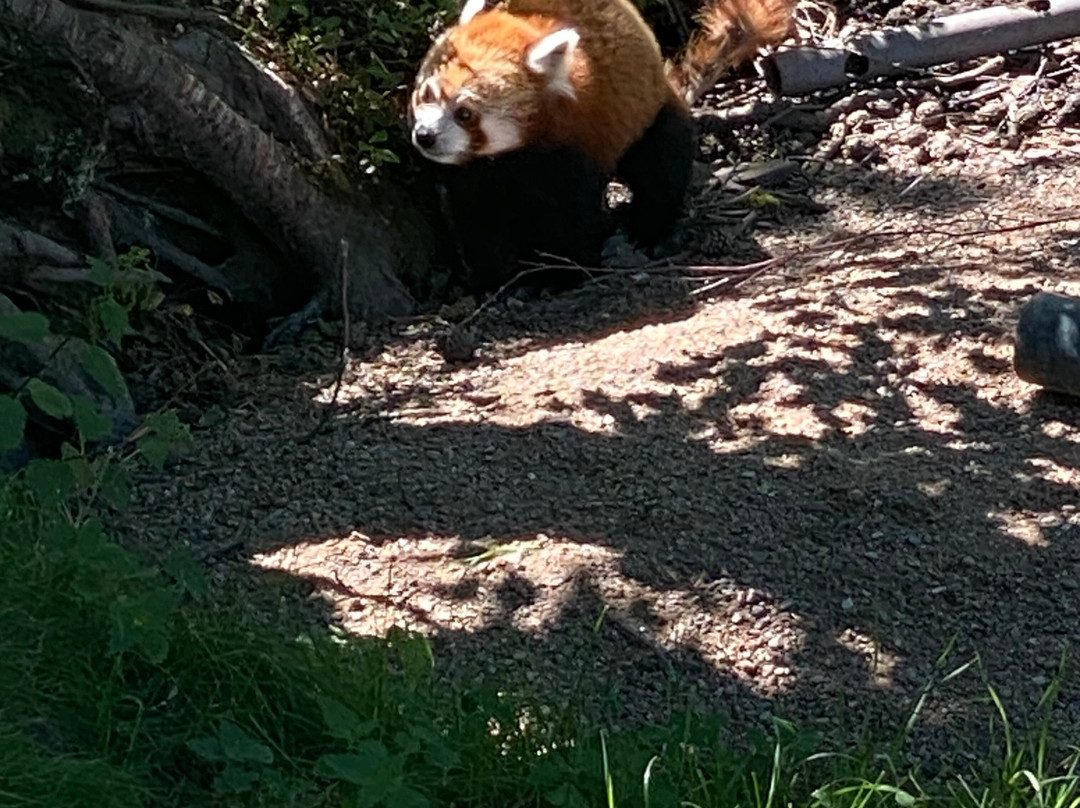 Kolmården Zoo-Kolmarden必去景点
