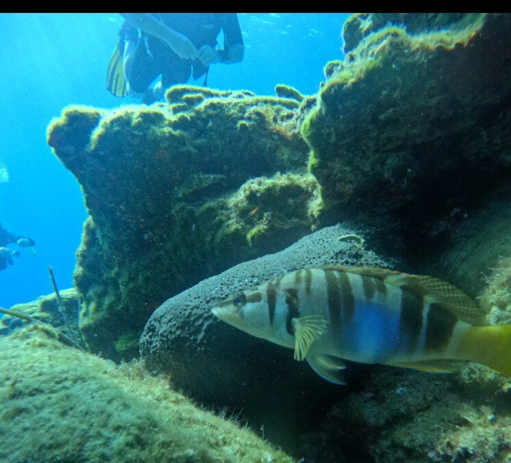 Eco Diving Center-Ammoudara必去景点