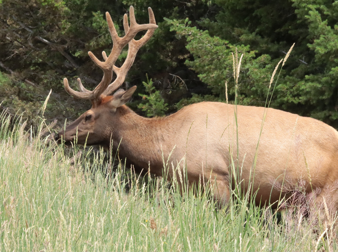 Yellowstone Wild-加德纳必去景点