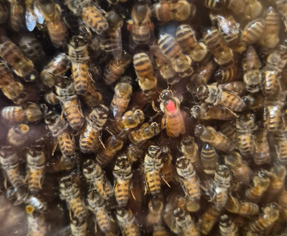 Musée Vivant de l’Apiculture-Chateau-Renard必去景点