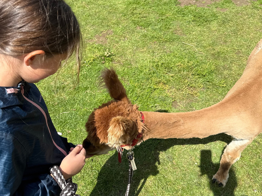 Alpaca's in de Betuwe-Lienden必去景点
