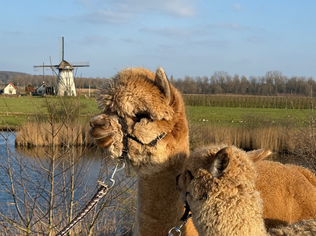 Alpaca's in de Betuwe-Lienden必去景点