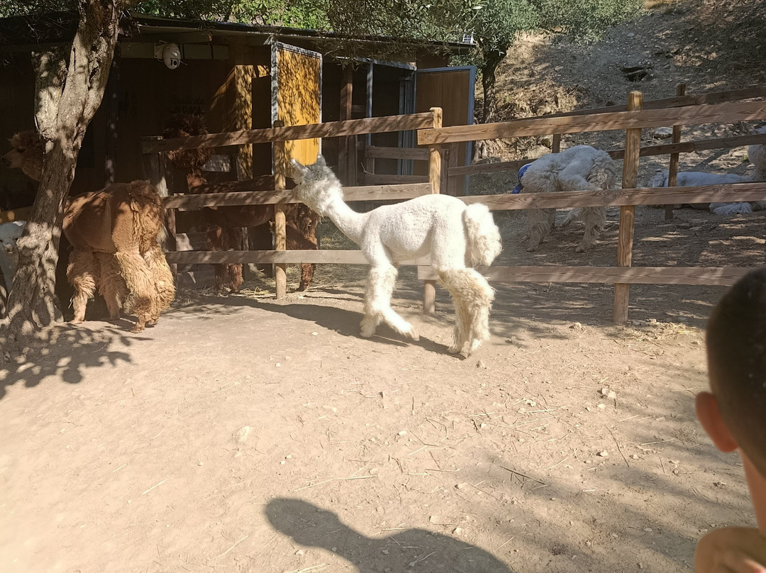 Basilicata Alpaca-Acerenza必去景点
