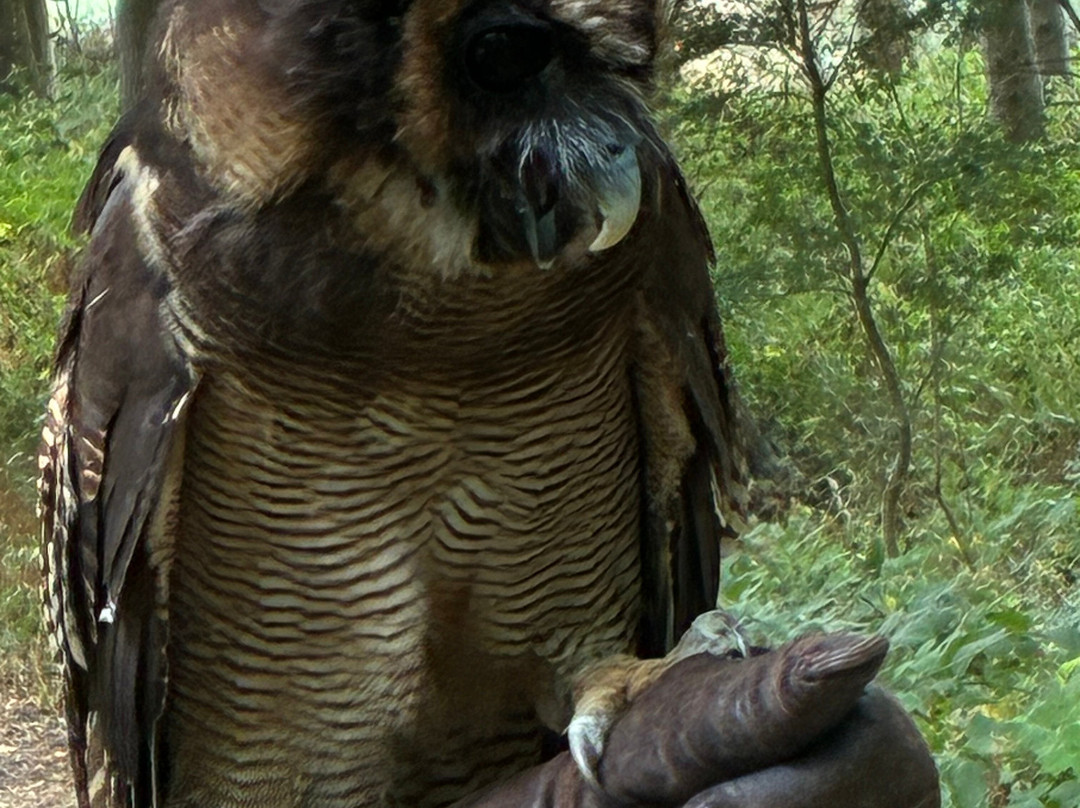 East Sussex Falconry-Herstmonceux必去景点